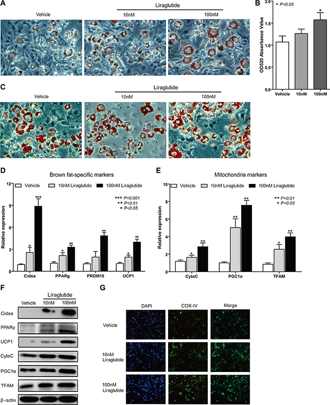 Liraglutide induces a brown-like phenotype in vitro.