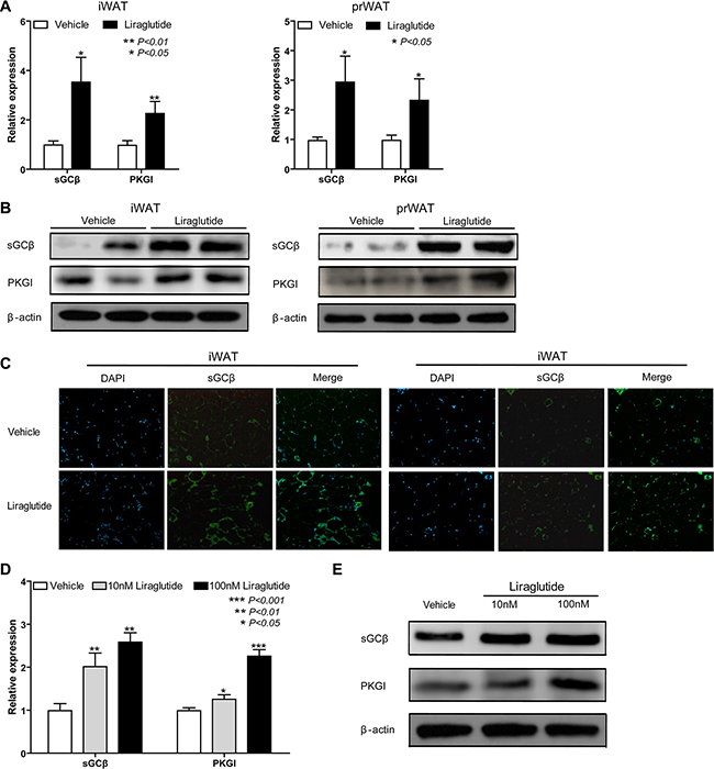 Liraglutide activates sGC-dependent pathway.