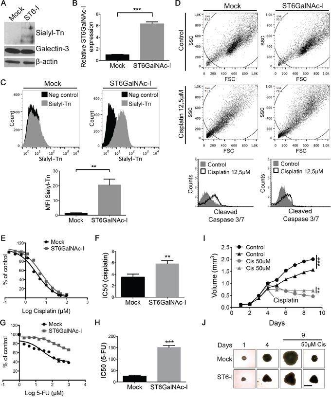 Sialyl-Tn confers chemotherapeutic resistance.