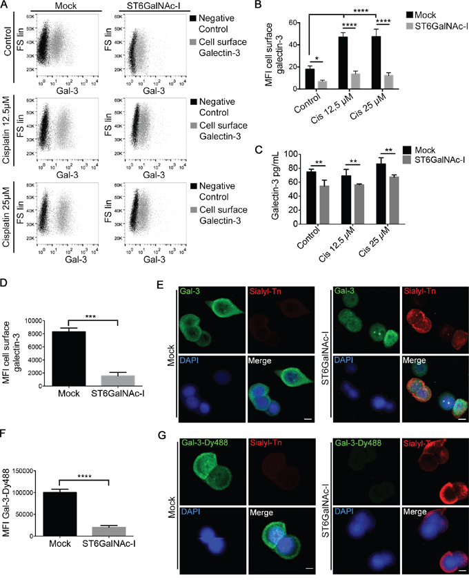 Sialyl-Tn inhibits galectin-3 binding to cellular surface.