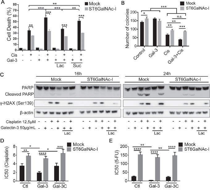 Galectin-3 increases Mock cells susceptibility to cisplatin.