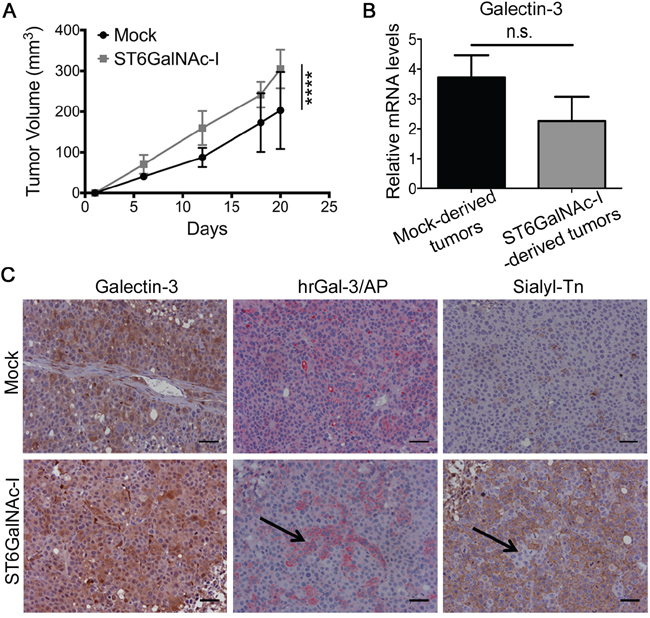 Sialyl-Tn increases tumor growth and decreases galectin-3-binding sites in vivo.