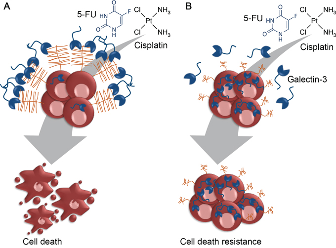 Proposed model for sialyl-Tn mediated resistance to cisplatin.