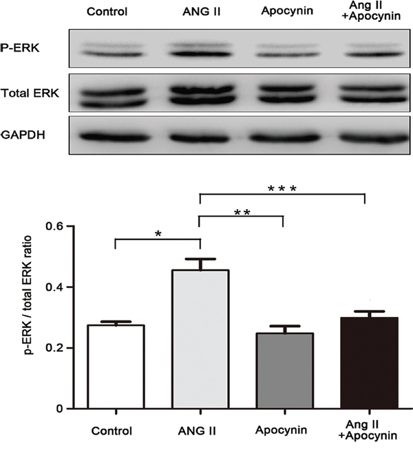 Apocynin inhibited Ang II-induced phosphorylation of ERK1/2 in VSMC. Data are expressed as mean&#x00B1;SD.