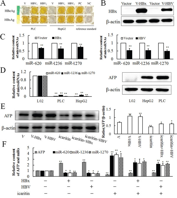 Expressions of miR-620, miR-1236, miR-1270 in HBV- and HBx-transfected cells.