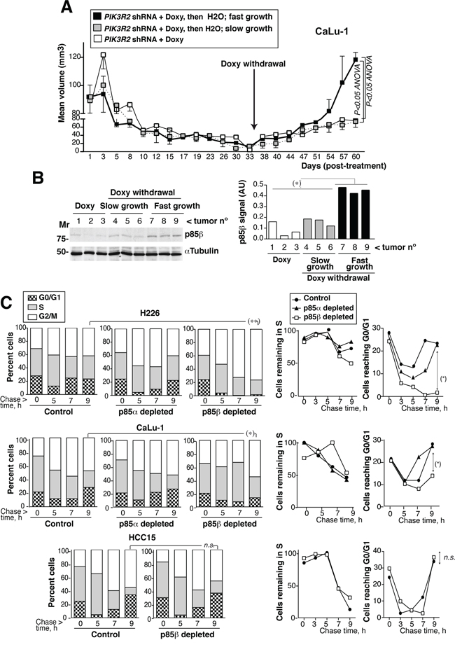 PIK3R2 reconstitution restores SQCC xenograft growth; PIK3R2 depletion decelerates cell cycle progression.