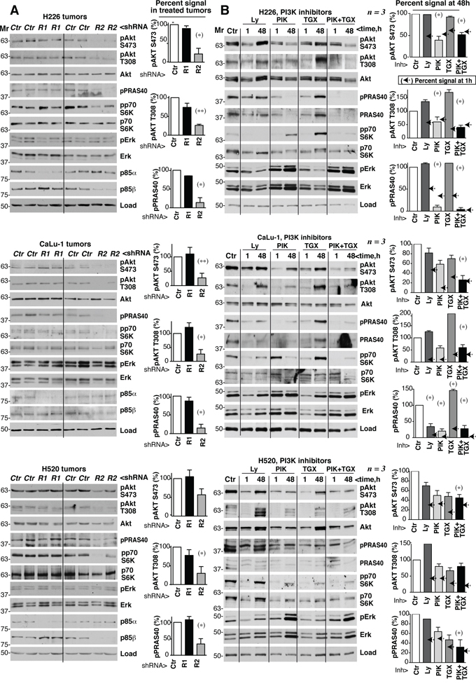 PIK3R2 depletion, but not PI3K inhibitors, induces stable PI3K pathway inhibition.