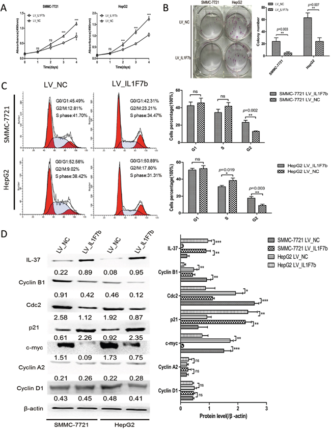 IL-37b inhibits HCC cell growth and colony formation in vitro.