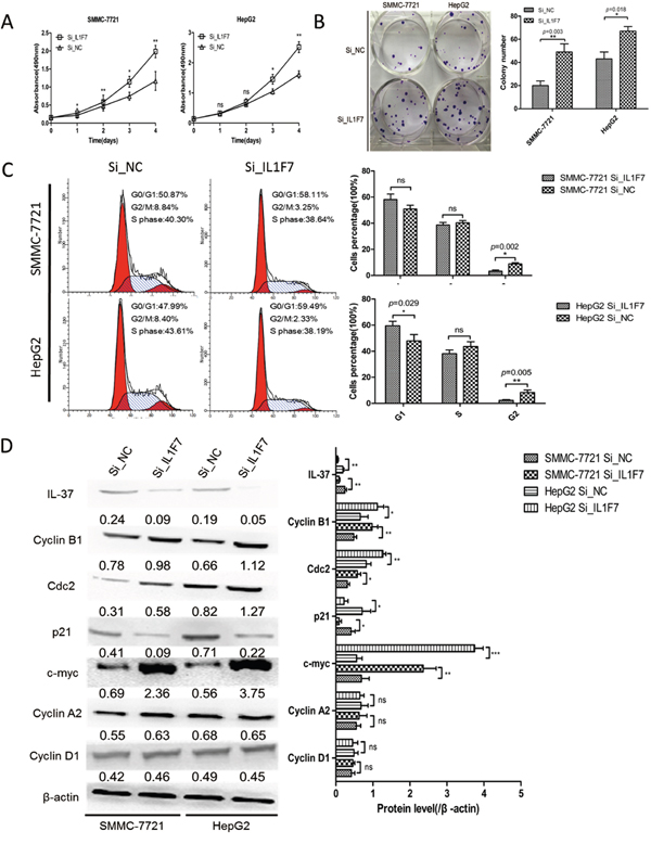 IL-37 knockdown facilitated cell proliferation and colony formation of HCC cell in vitro.