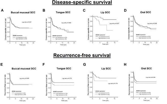 The Kaplan-Meier curves for disease-specific survival and recurrence-free survival with different levels of DDX60 expression in patients with BMSCC (A, E), TSCC (B, F), LSCC (C, G) and OSCC (D, H).