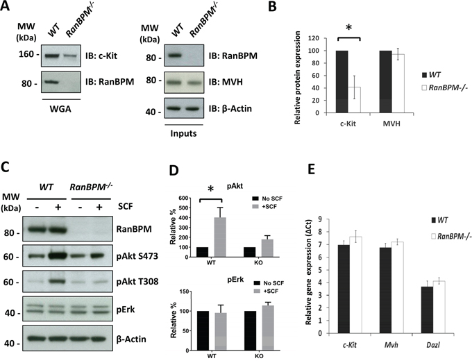 RanBPM affects c-Kit protein levels and signaling in the testis of young RanBPM-/- mice.