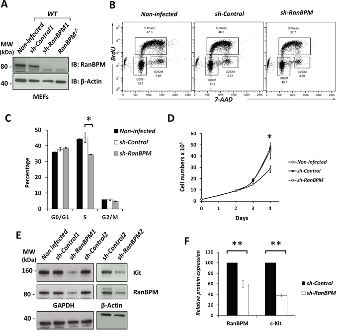 Silencing of RanBPM in EML cells causes a decrease in c-Kit levels and reduced cell growth.