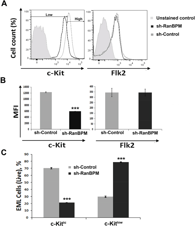 RanBPM silencing in EML cells causes specific downregulation of c-Kit.