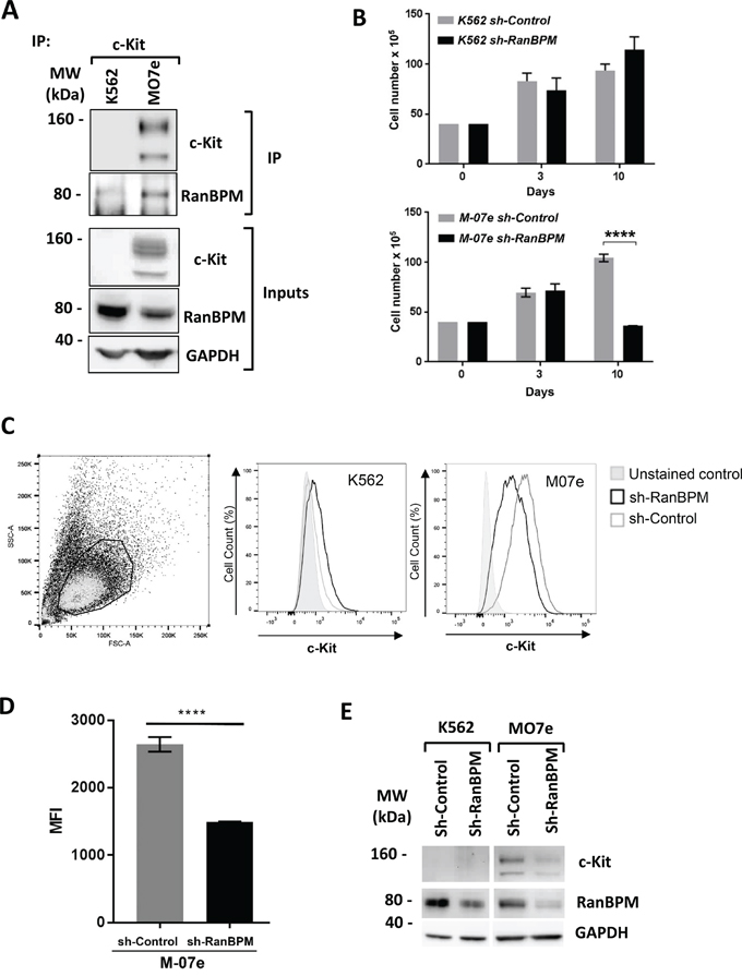 RanBPM regulation of c-kit level influences human cell lines growth.