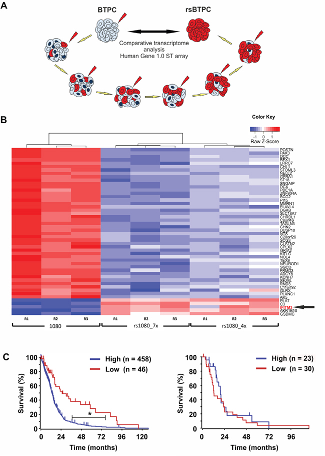 IFITM3 is upregulated in irradiated stem-like brain tumor propagating cells (BTPCs).