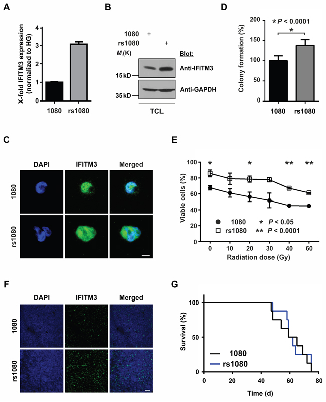 Effects of radio-induced IFITM3 expression on BTPCs.