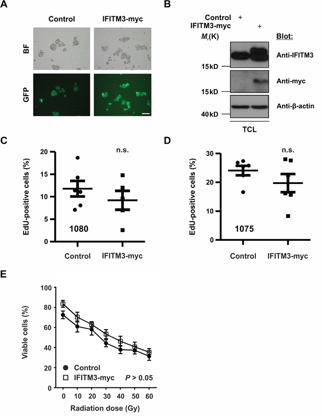 Effects of ectopic IFITM3-myc expression on BTPCs.