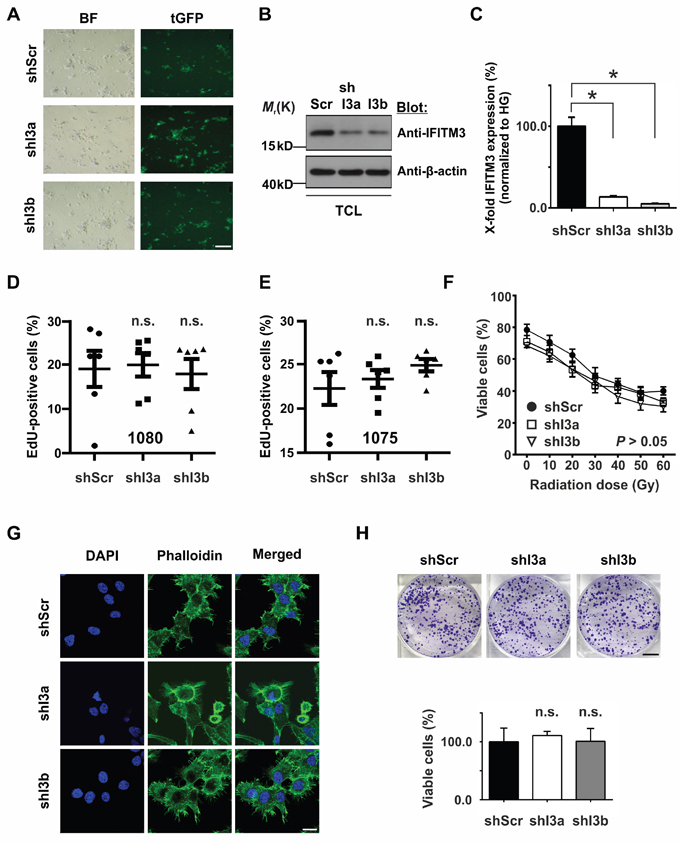 Effects of silencing IFITM3 expression in BTPCs.