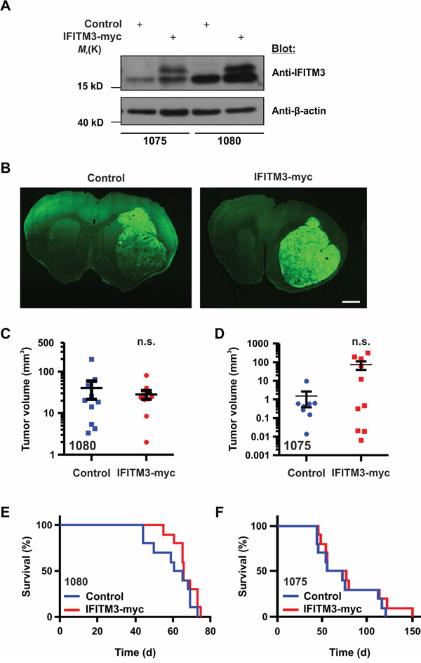 Ectopic expression of IFITM3-myc in BTPCs does not affect tumor growth in vivo.