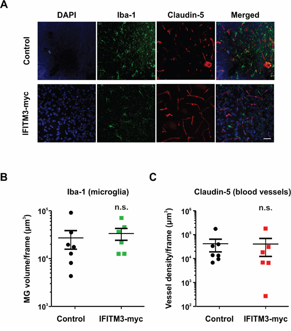 Ectopic expression of IFITM3 in BTPCs has no significant effect on microglia recruitment or neoangiogenesis in tumors.