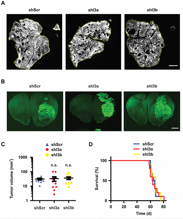 Knock-down of IFITM3 in BTPCs has no significant effect on tumor growth in vivo.