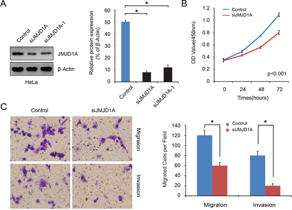 Stable downregulation of JMJD1A expression inhibits cervical cancer cell proliferation, migration and invasion in vitro.