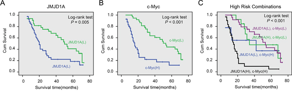 Cumulative Kaplan-Meier overall survival curves of 80 cervical cancer patients segmented by JMJD1A (A), c-Myc (B), and high-risk combination group (JMJD1A and c-Myc combinations) (C).
