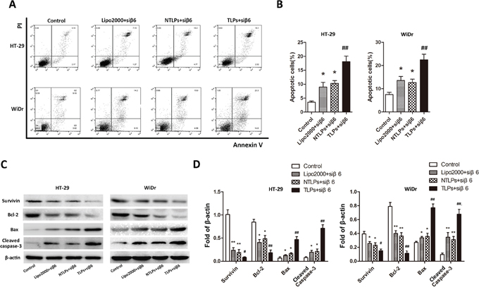 Efficacy of &#x03B2;6-siRNA-TLPs on the apoptosis of colon cancer cells.