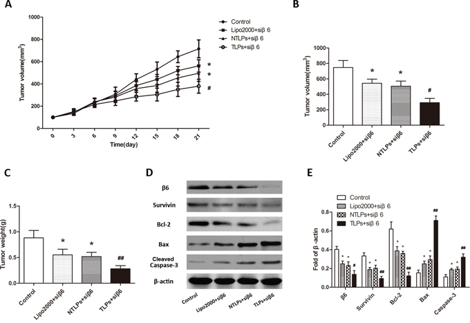 Anti-tumor efficiency of liposomes in HT-29 tumor-bearing nude mice after intravenous administration with &#x03B2;6-siRNA loaded Lipo2000, NTLPs and TLPs.