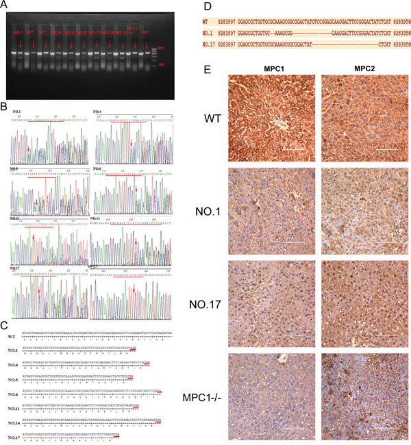 T7E1 assay, sequencing and Western blotting used for identification of gene KO mice.