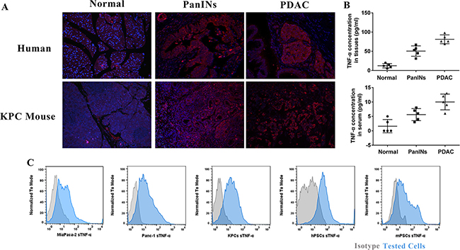 TNF-&#x03B1; overexpressed during PDAC initiation and in PDAC tumor and PSCs cell lines.