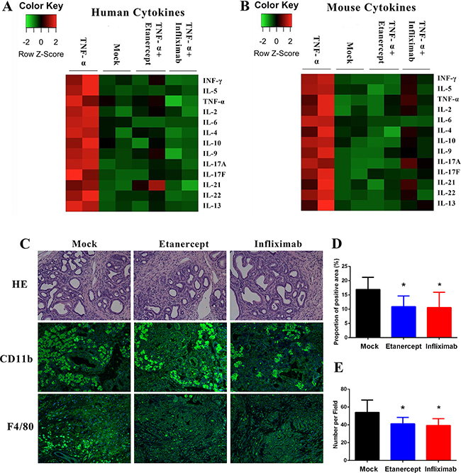 Anti-TNF-&#x03B1; treatments suppressed the inflammatory PDAC stroma.