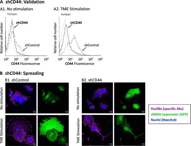 CD44 knock-down interferes with TME-induced cell spreading.