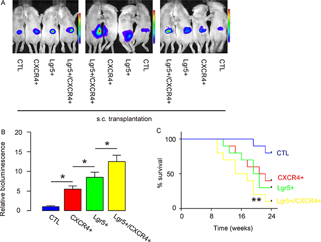 Lgr5+/CXCR4+ cells generate the greatest cancer mass after s.c.