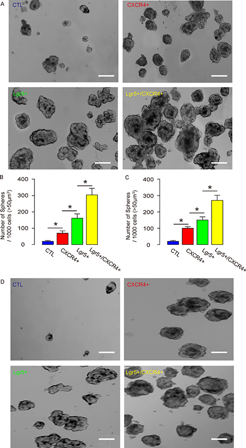 Lgr5+/CXCR4+ cells generate more tumor spheres in vitro.