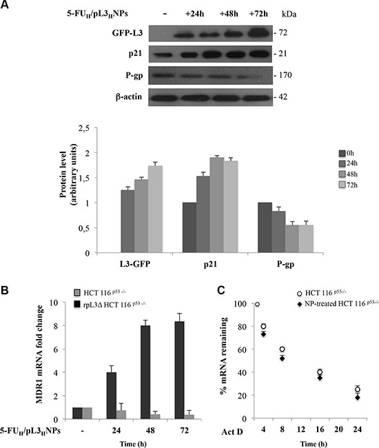 5-FUH/pL3HNP treatment negatively regulates P-gp expression and MDR1 mRNA stability.
