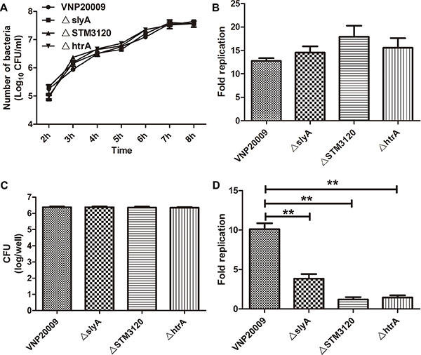 Characterization of VNP20009 and its mutants.