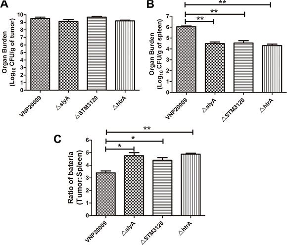 Biodistribution of VNP20009 and its mutants in tumor-bearing mice.