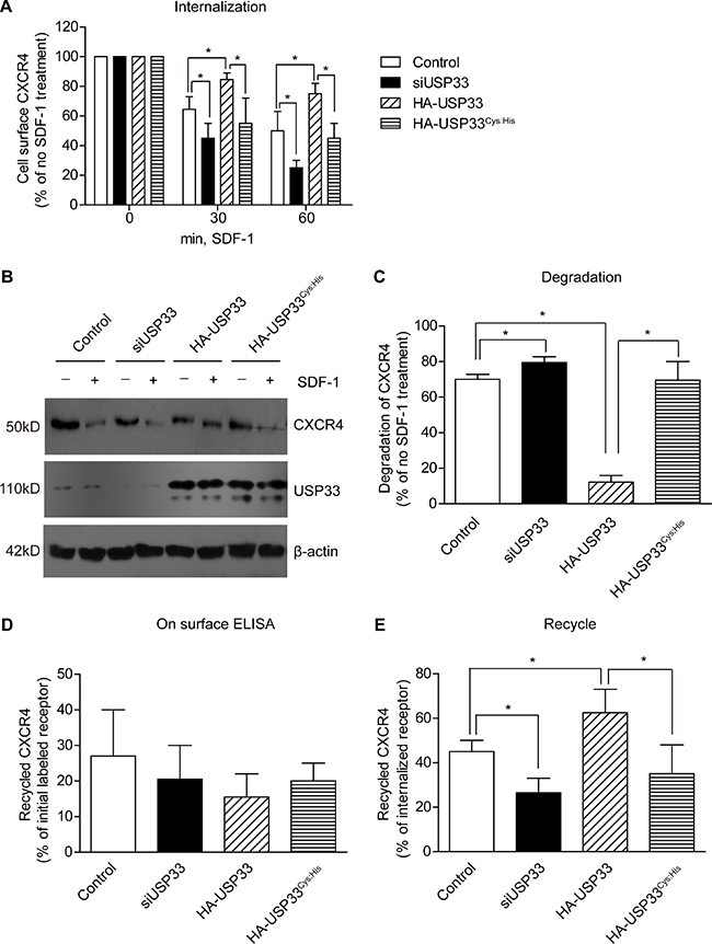 Silencing USP33 promotes the agonist-induced endocytosis and degradation of CXCR4.