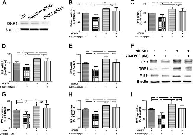 Inhibition of melanogenesis by L-733060 through the up-regulation of DKK1 in the human melanocytes.