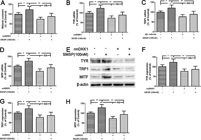 Promotion of melanogenesis by SMSP through the down-regulation of DKK1 in the human melanocytes.