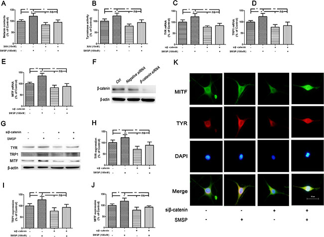 Figure 6 : Promotion of melanogenesis by SMSP through the activation of Wnt/&#x03B2;-catenin signaling pathway in the human melanocytes.