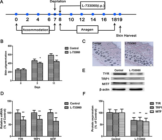 L-733060 inhibited melanin production in C56/BL6J mice.