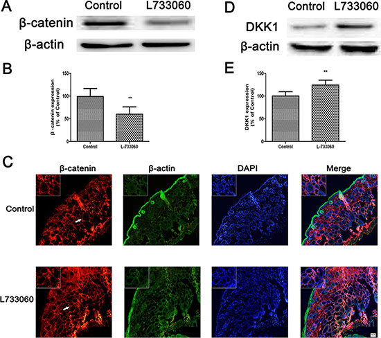 L-733060 decreased the expression of &#x03B2;-catenin in C56/BL6J mice.