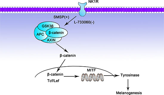 Potential mechanism by which NK-1R may regulate melanogenesis through Wnt/&#x03B2;-catenin signaling pathway.