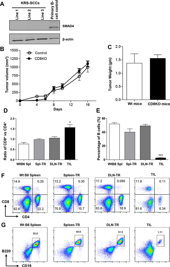 SCCs escape CD8+ T cell-mediated immune surveillance and immune profiling of TILs in KRS-SCCs.