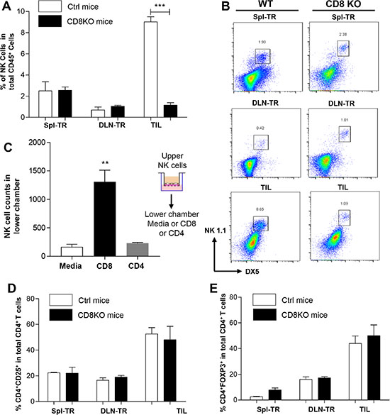 The impact of CD8+ T cells on other populations of TILs.