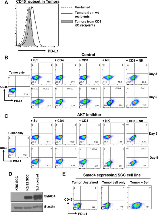 AKT-dependent lymphocyte-induced PD-L1 upregulation on SCCs.