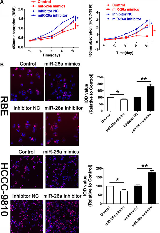 miR-26a suppressed cell proliferation in vitro.