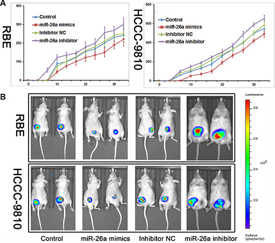 miR-26a decreased tumor growth in vivo.